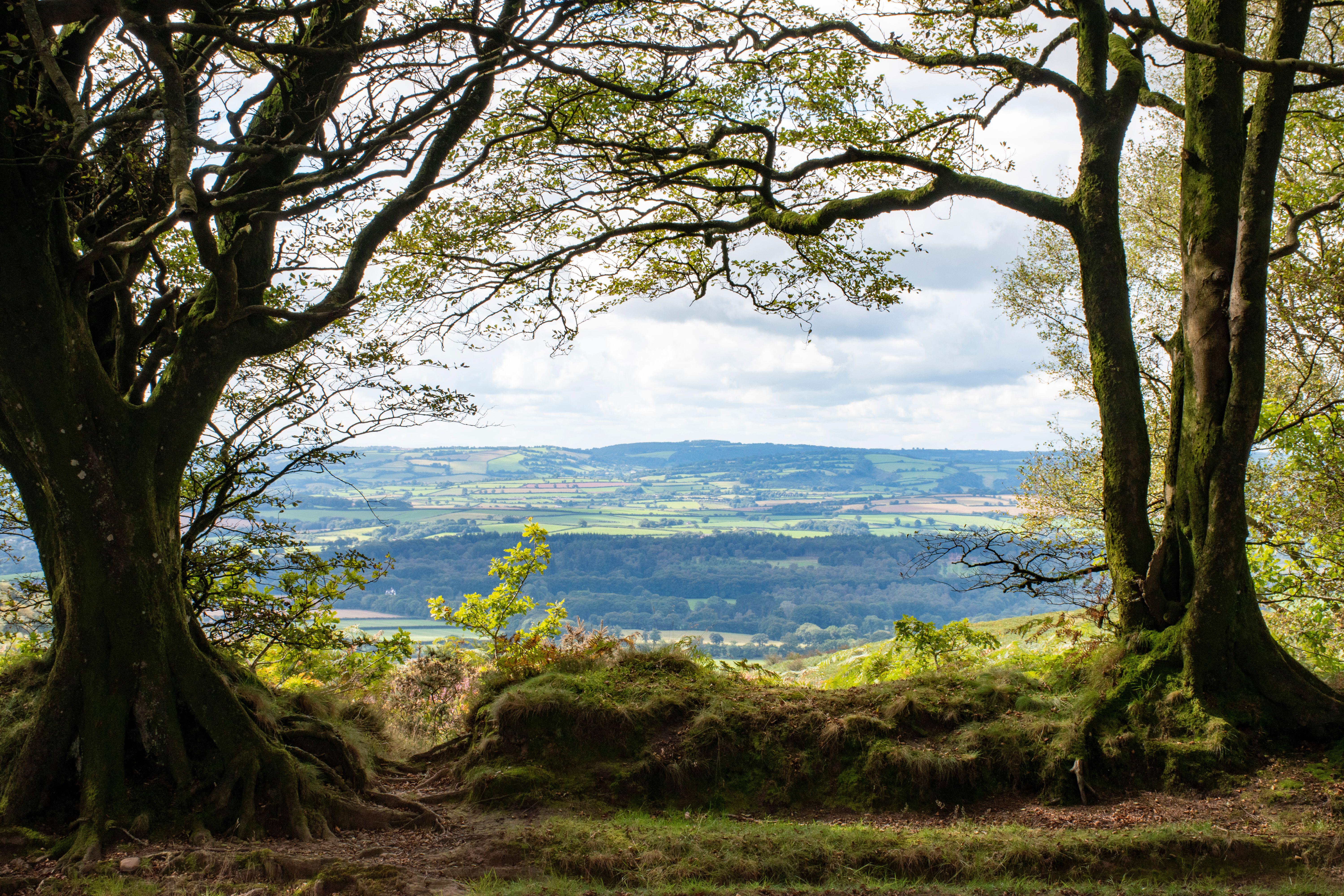 Triscombe in the Quantocks in Somerset