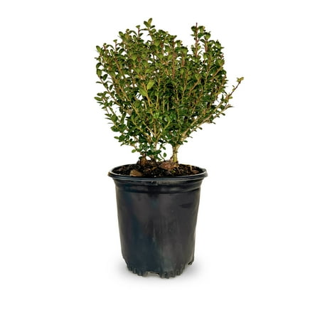 Expert Gardener Steeds Japanese Holly (2.5 Quart) Upright Evergreen Shrub