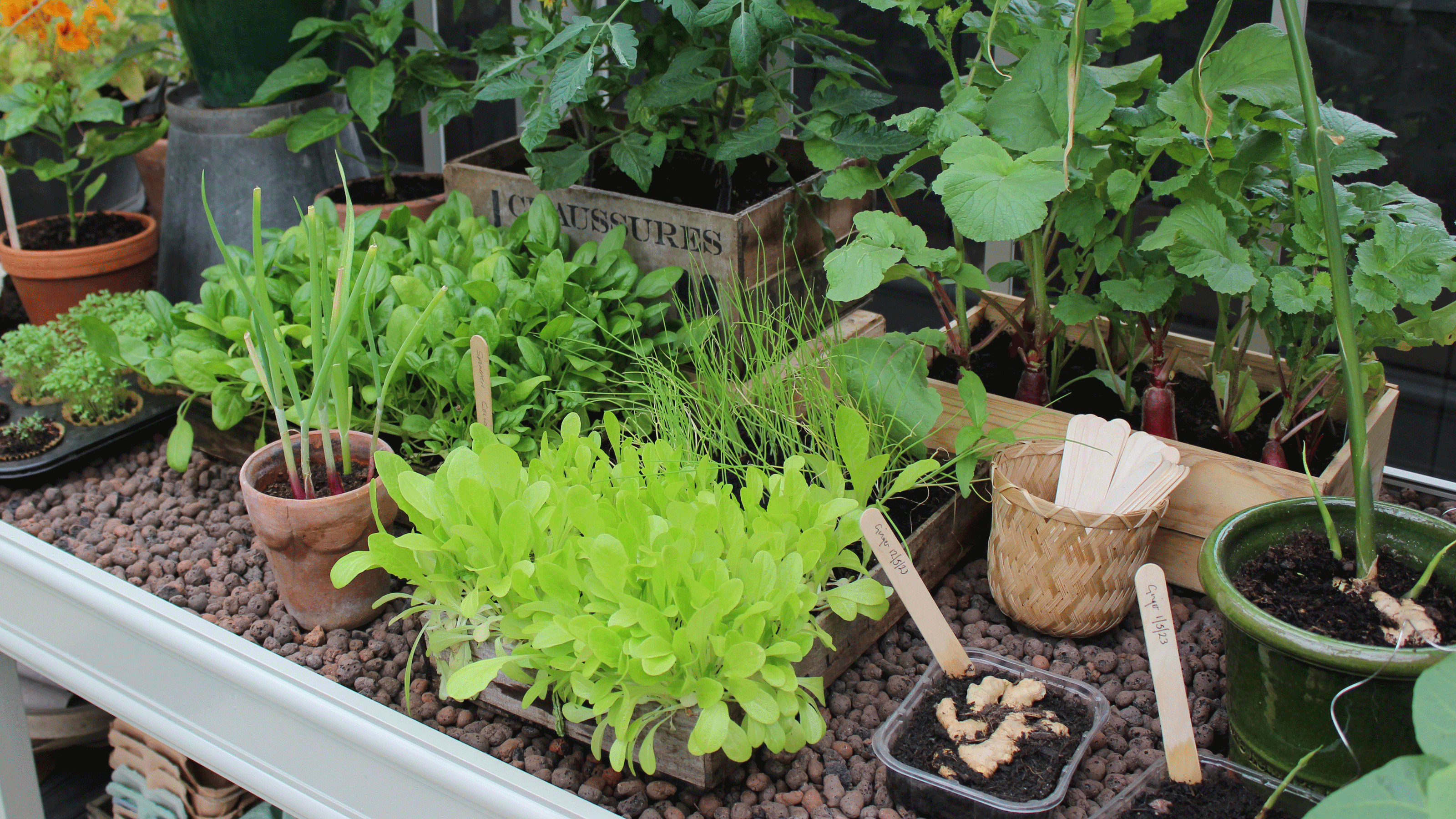 Ginger growing in a pot in a green house