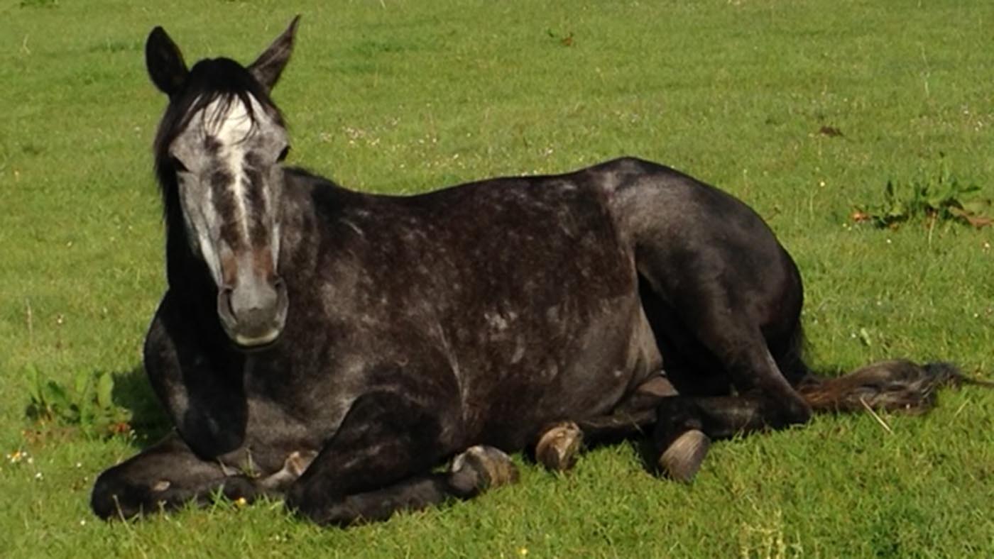 Hester, who will be ridden at Badminton by Laura Collett