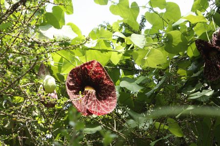 Dutchman's Pipe Plant