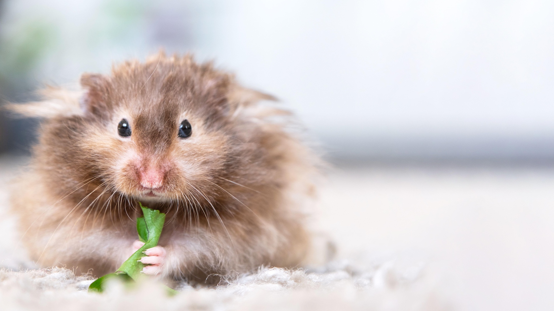 Curly haired hamster
