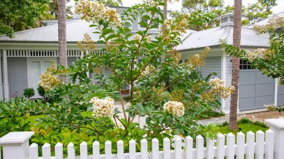 crepe myrtle in full flower is one of the best trees for front yards