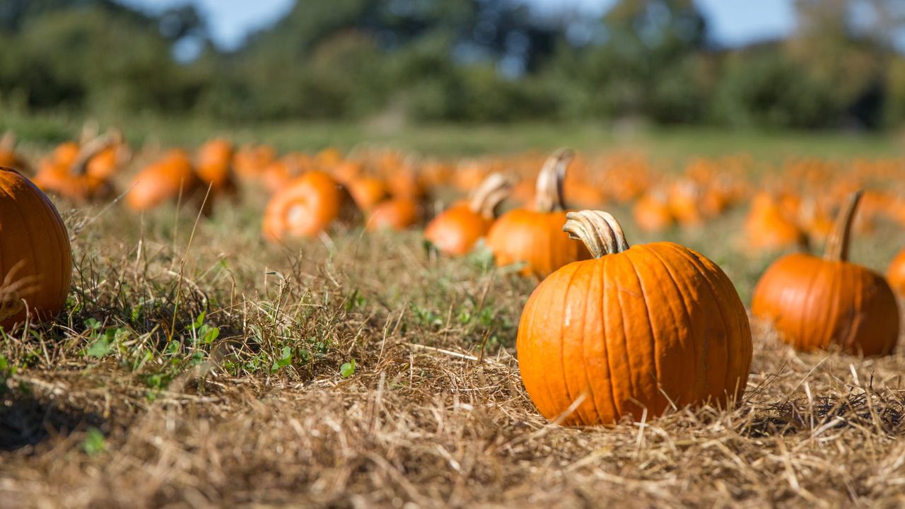 Orange pumpkins on a farm field