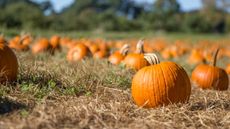 Orange pumpkins on a farm field