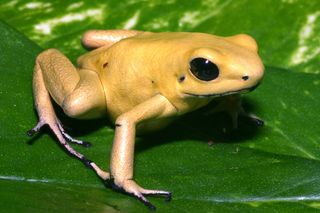 poison through history, golden poison frog