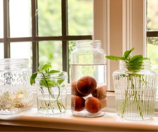 Hydroponics in glass jars