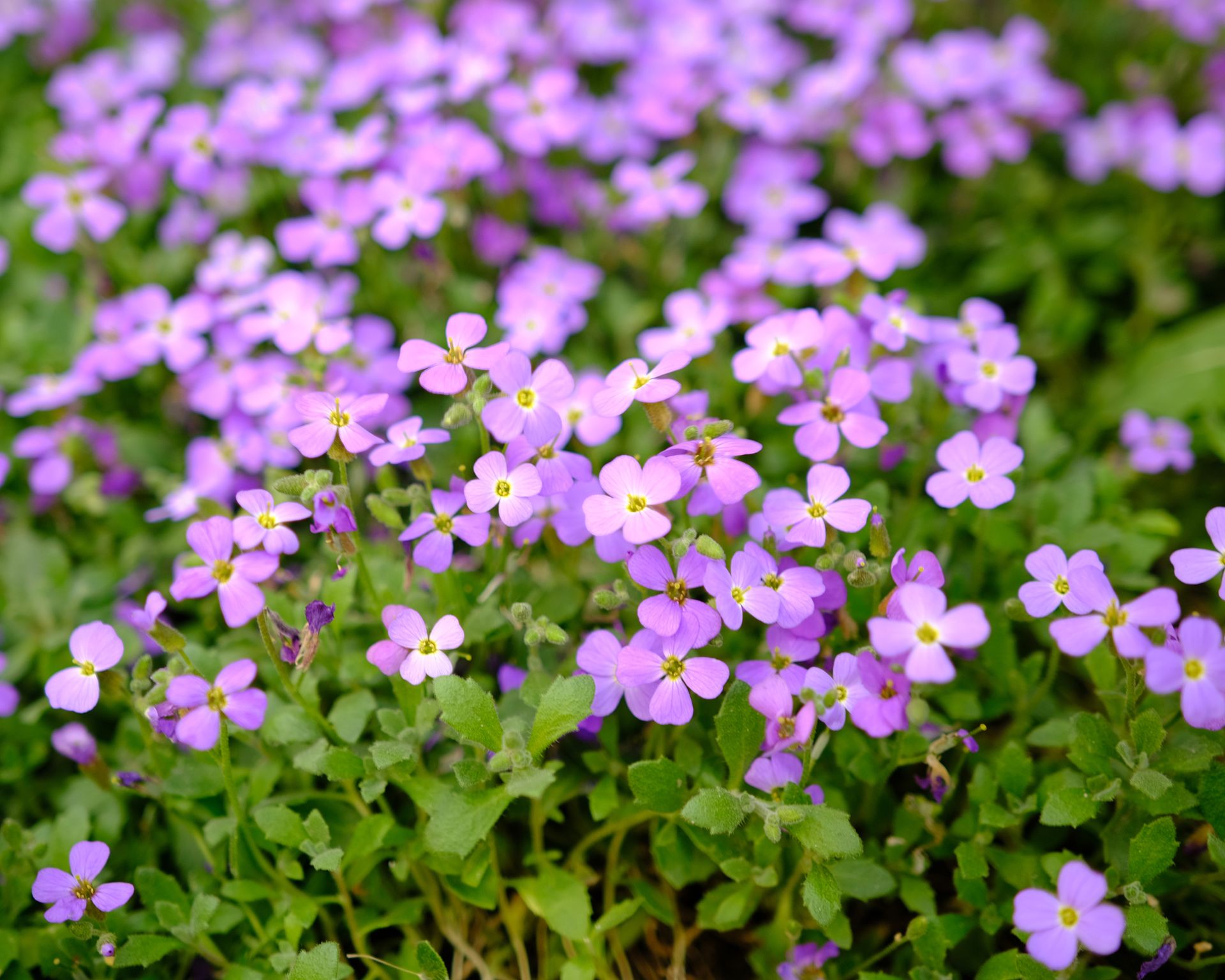 Aubrietia rock cress (Aubrieta deltoidea) growing as groundcover in a garden
