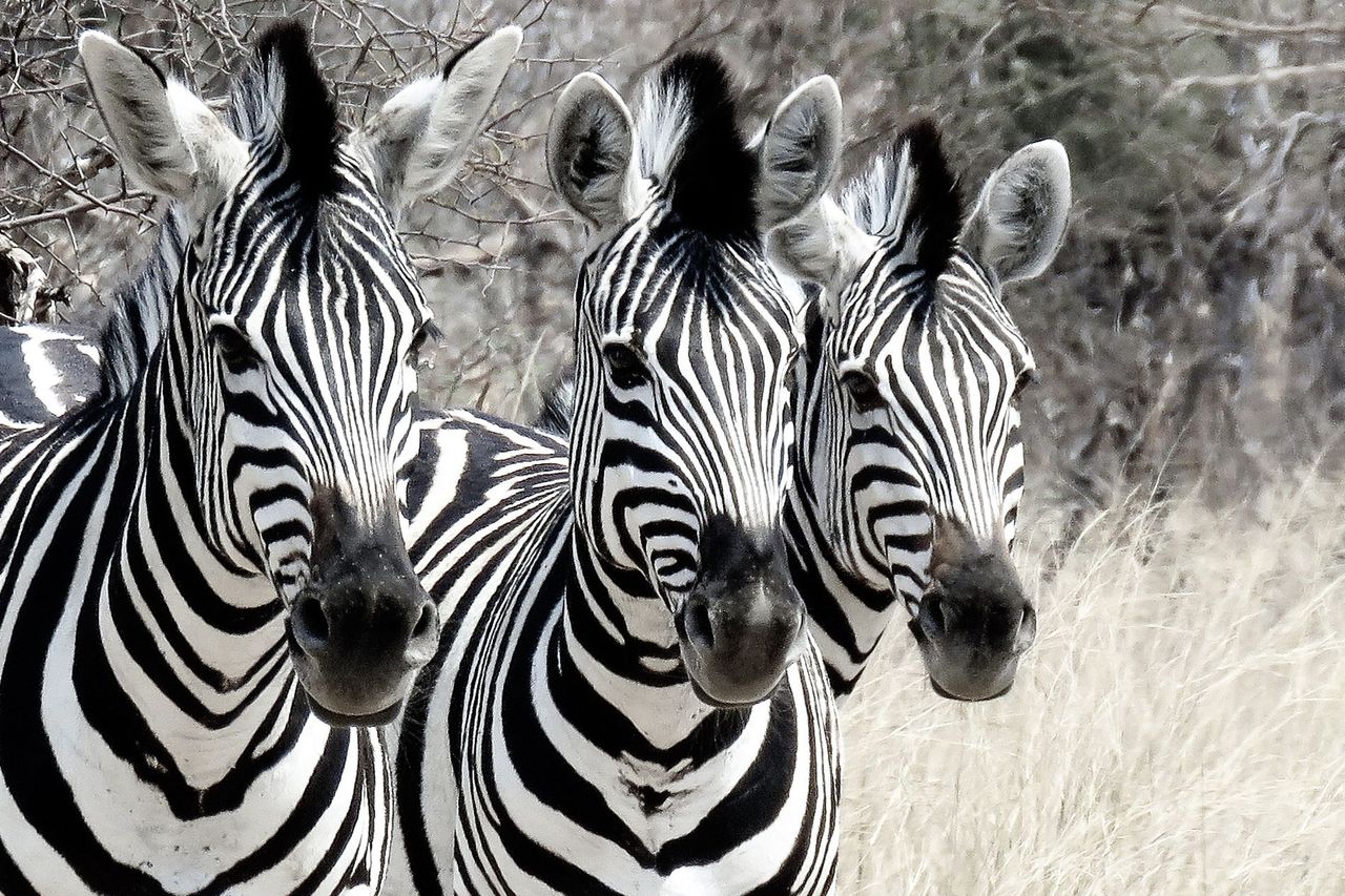 GuruShots - Nature&rsquo;s Masterpiece 2026