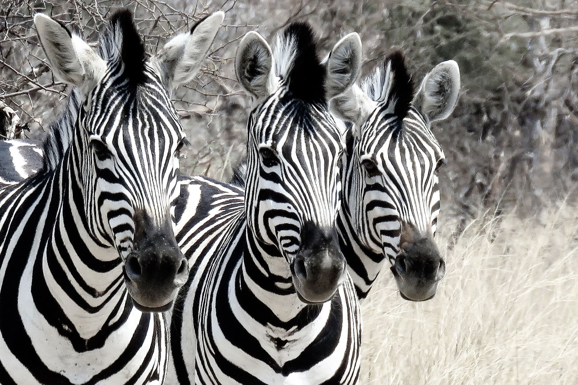 GuruShots - Nature&rsquo;s Masterpiece 2026