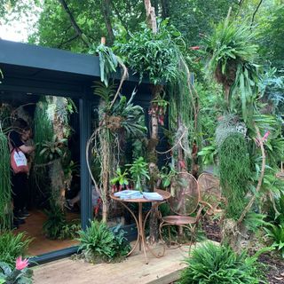 A painted shed filled with and surrounded by house plants