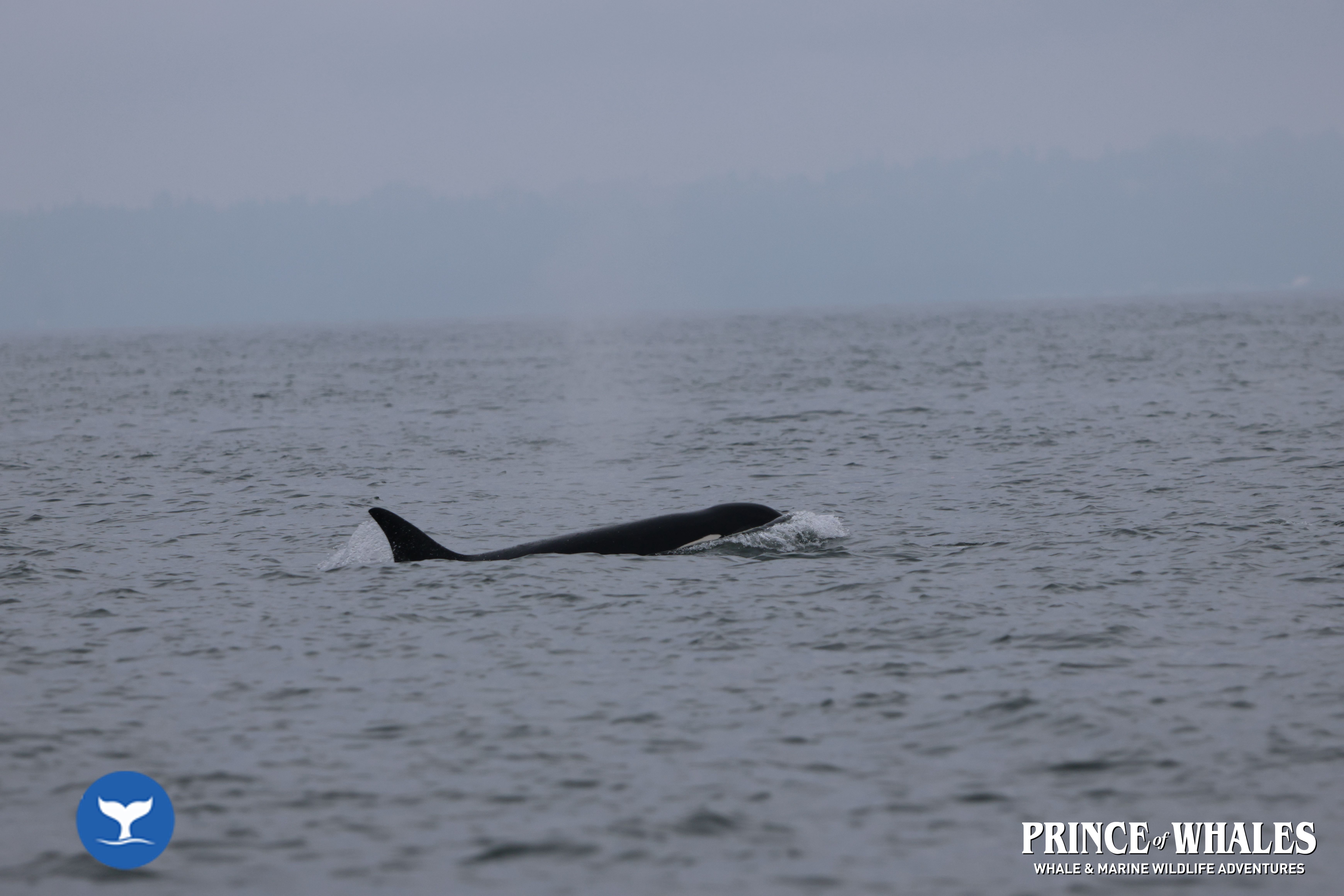 Shots of orca Whales taken at sea