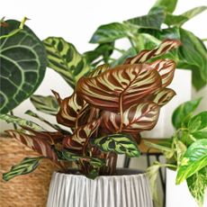 Calathea makoyana houseplant
