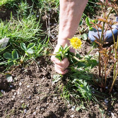 hand pulling weeds from garden 