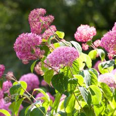'Invincibelle' hydrangea shrub in bloom