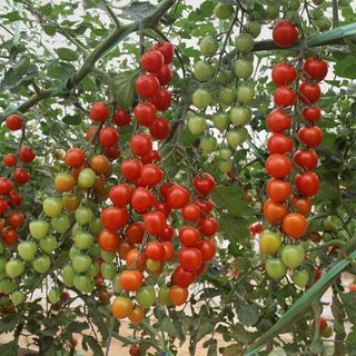 Tomato Seeds - Suncherry Extra Sweet