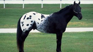 Colorado ranger horse