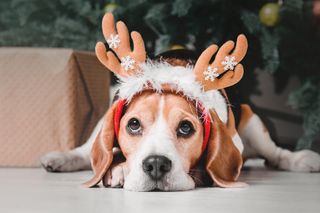 A beagle dog at christmas