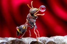 An artfully positioned rose is reflected in a spit-globe produced by a Malaysian wasp.
