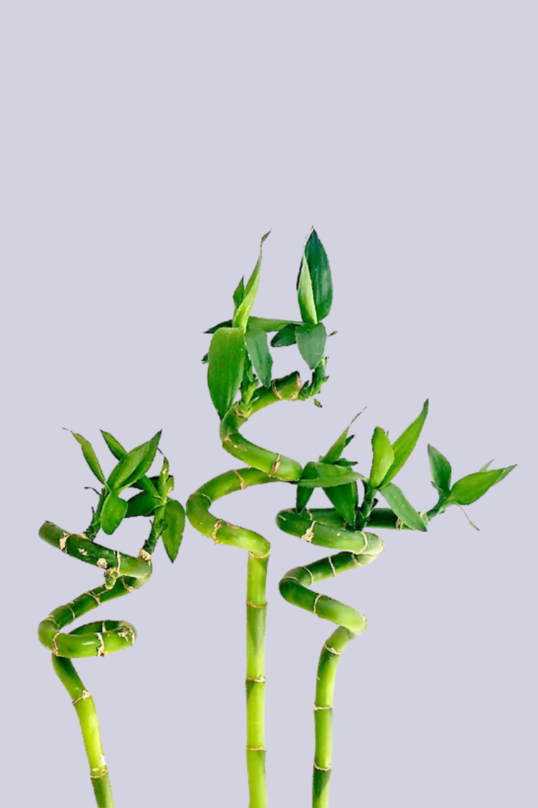 B&amp;amp;Q, 40cm Lucky Bamboo - Indoor Spiral Stem (5 Stems)