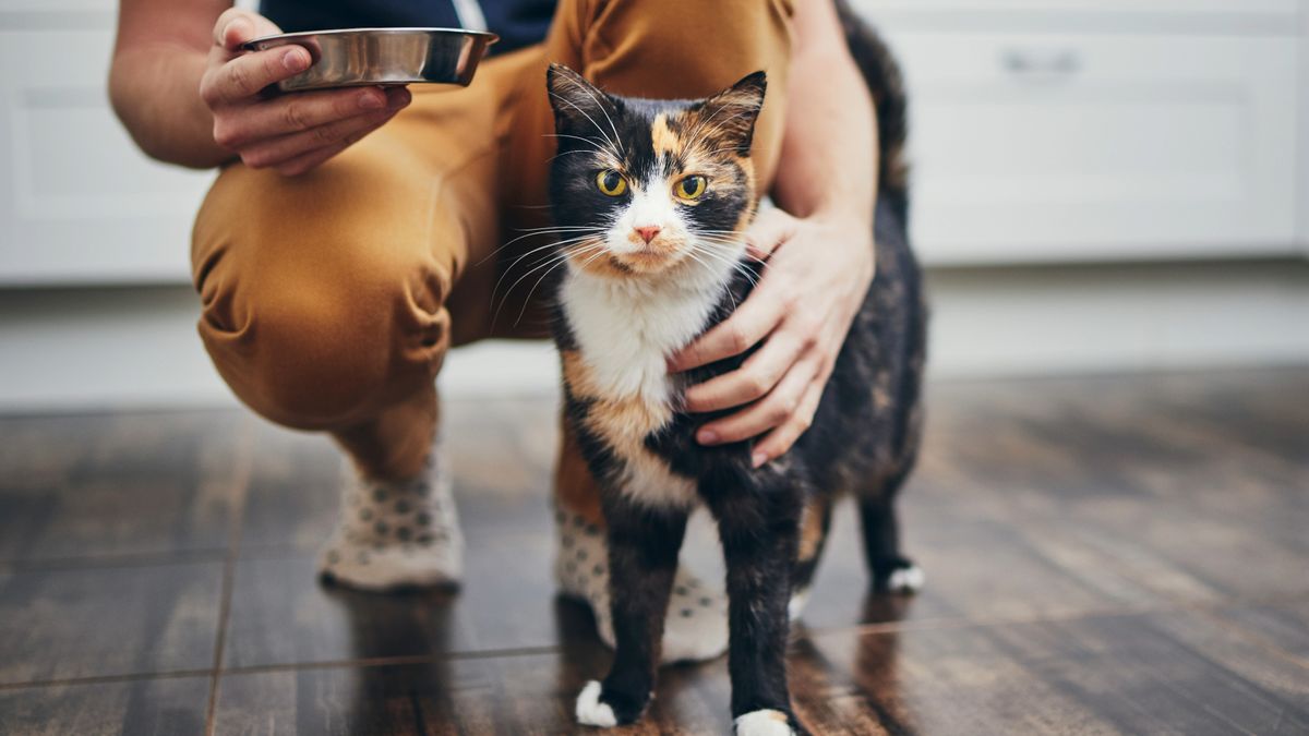 Person crouching down next to cat while stroking it and holding a food or water bowl