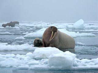 walruses rest on an ice floe in Chukchi sea