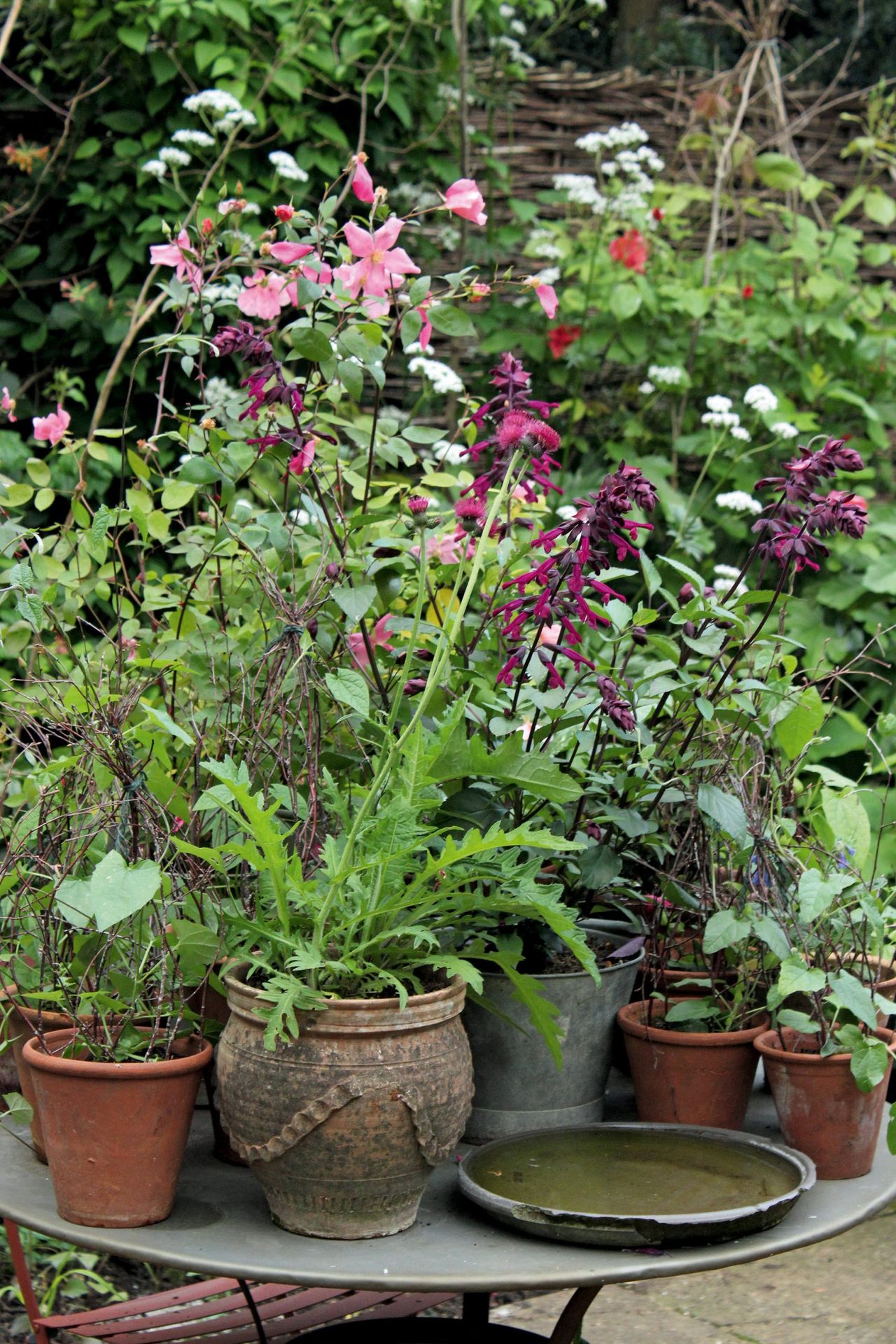 Gone to pot: the writer favours containers featuring climbers, small trees and the beautiful Rosa ‘Mutabilis’, insulated with a wool lining and nourished by good-quality soil.