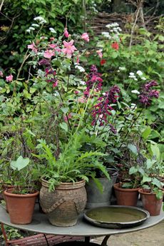 Gone to pot: the writer favours containers featuring climbers, small trees and the beautiful Rosa ‘Mutabilis’, insulated with a wool lining and nourished by good-quality soil.