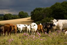 Rare breed British-White with other beef cattle