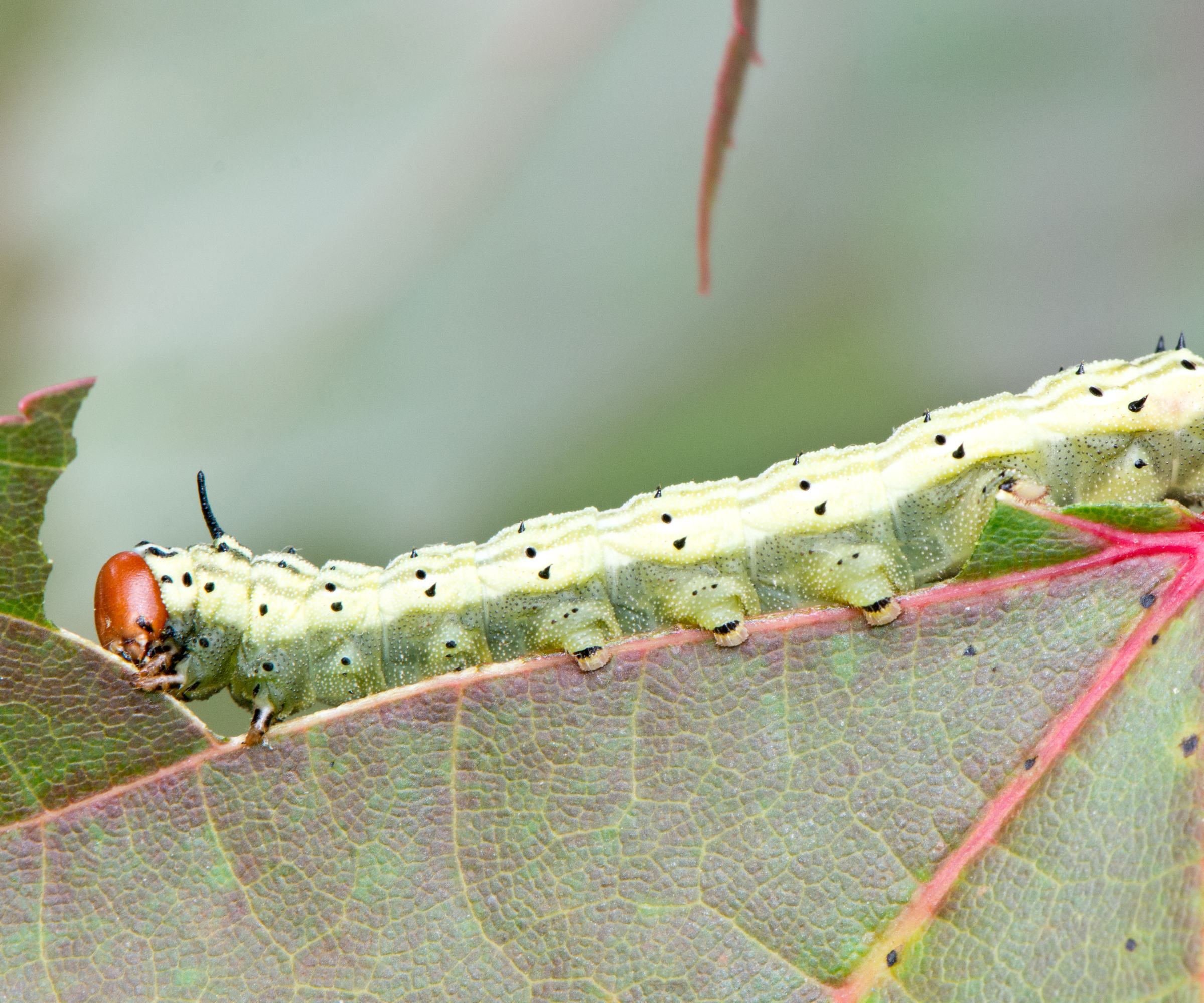 A rosy maple moth caterpillar feeds on leaves.