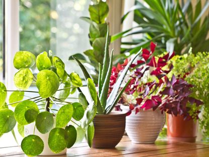 Variety Of Indoor House Plants