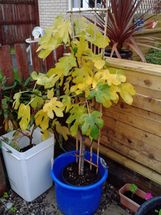 Potted Fig Tree With Yellow Leaves