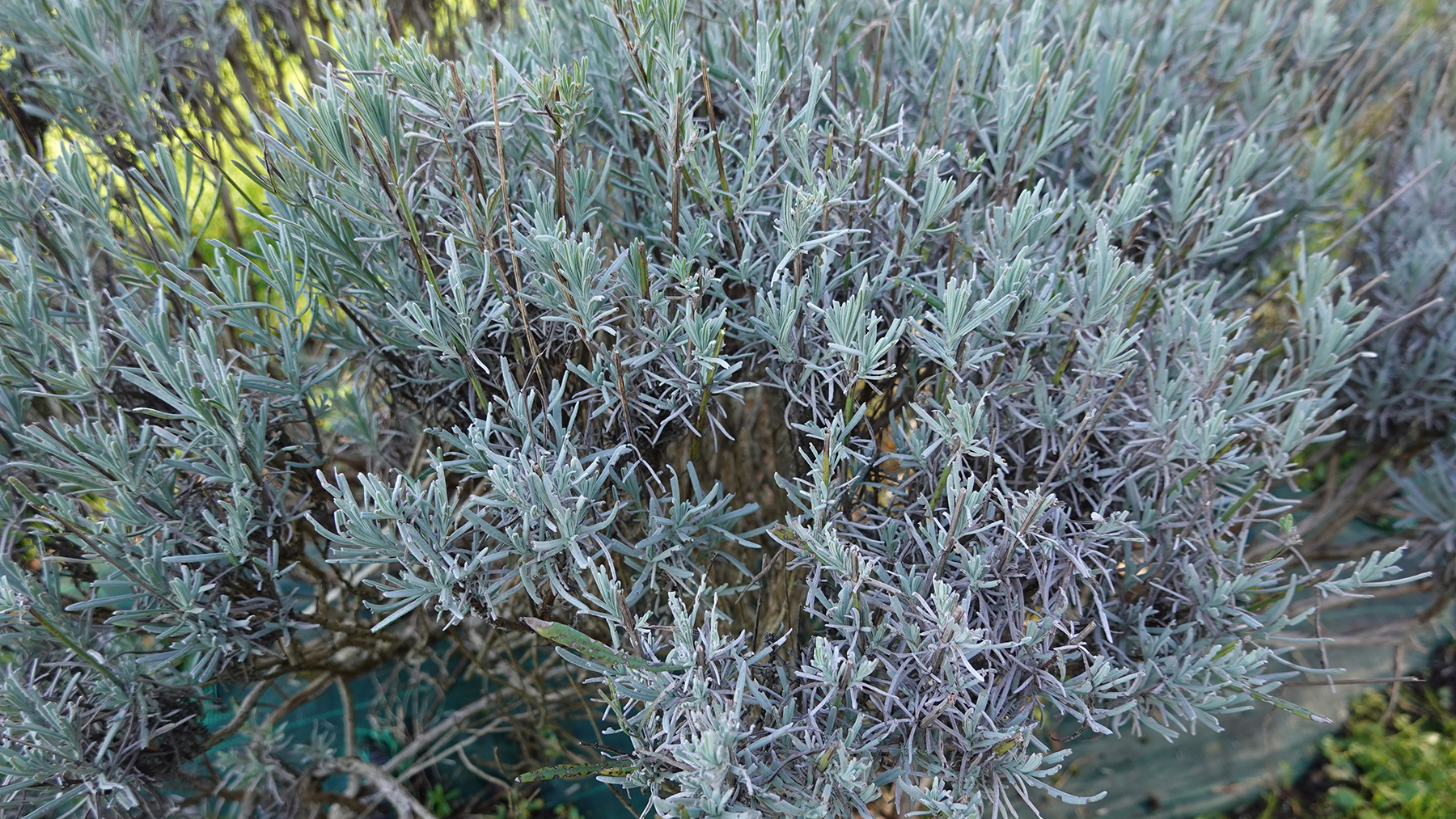 Neatly pruned lavender shrub