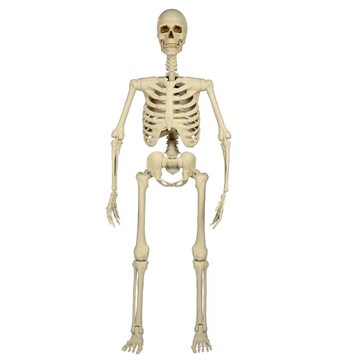 Haunted Living 5-ft Ultra Posable Skeleton Halloween Decoration