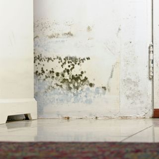 Mould and damp at the bottom of a white wall