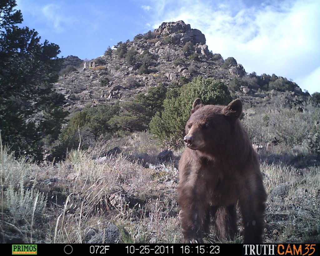 black bear poses