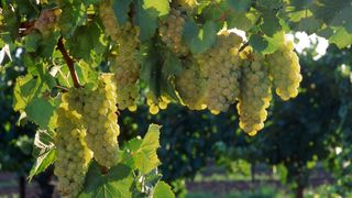 Silvaner wine grapes