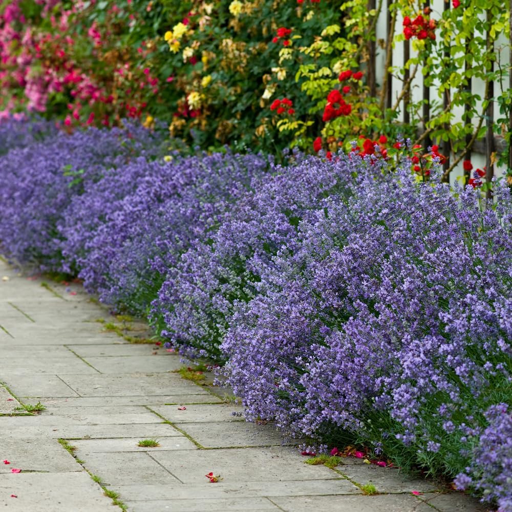 English Lavender 'hidcote' Hedging (12 X 9cm Pots)
