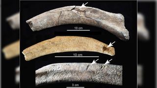 Examples of bone damage on mammoth bones