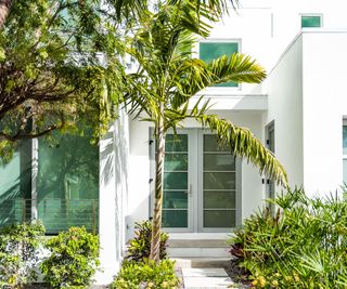 palm tree growing in spacious front yard of house