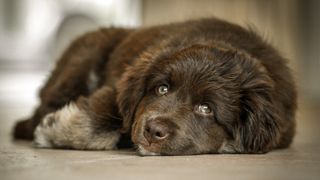 Newfoundland dog lying on floor