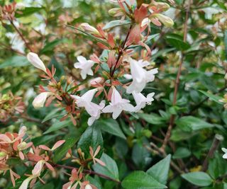 Abelia x grandiflora shrub