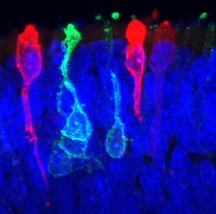 Human retina cells