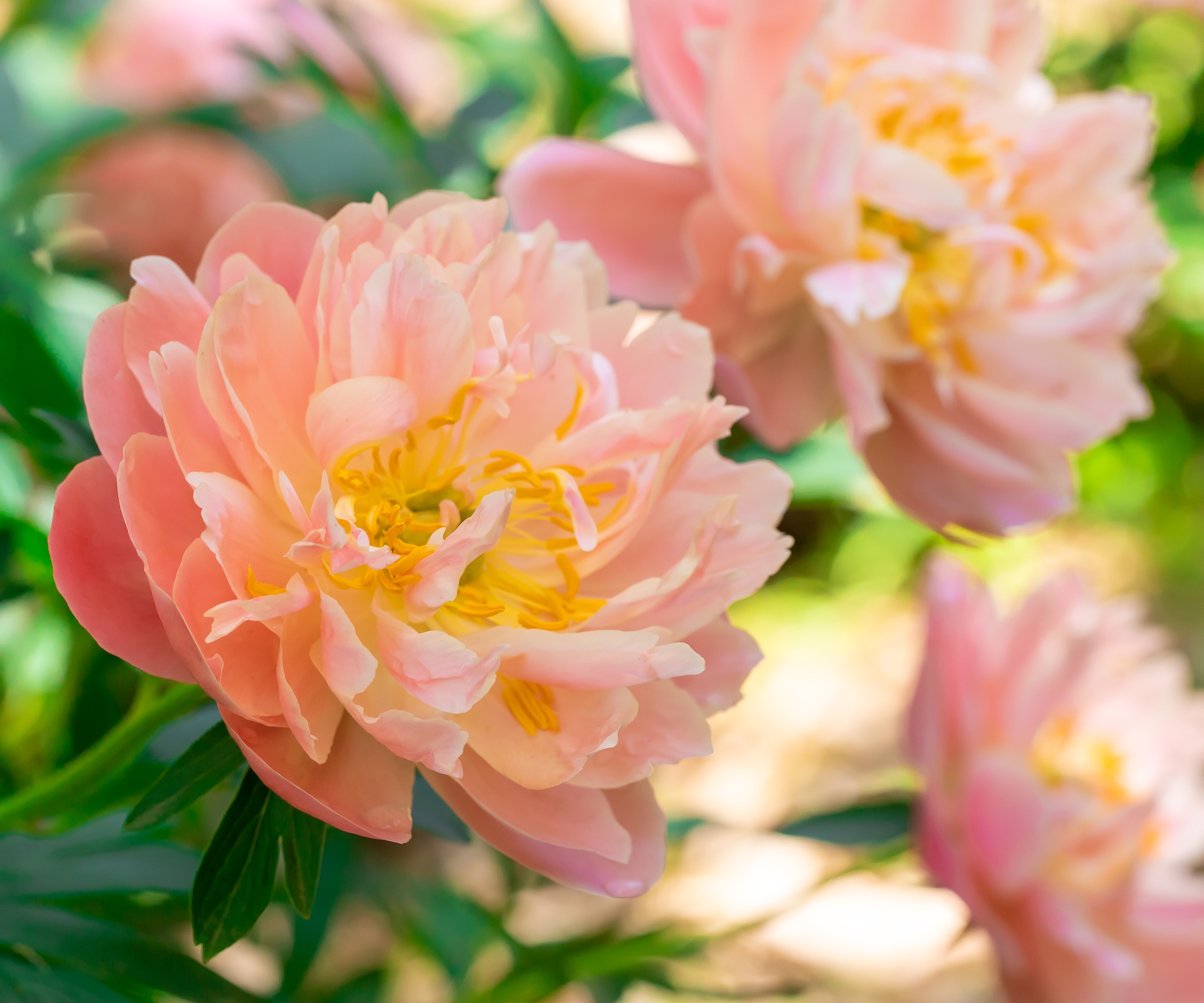 salmon pink peony