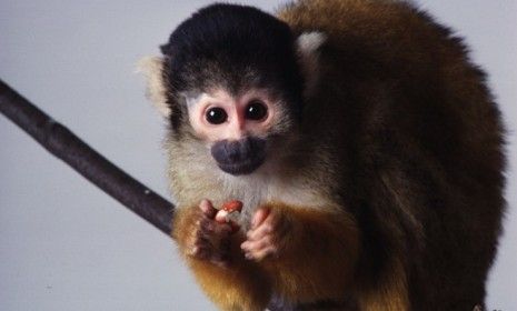 Squirrel monkey