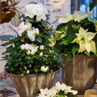 White flowering indoor azalea and white poinsettia houseplants in gold pots