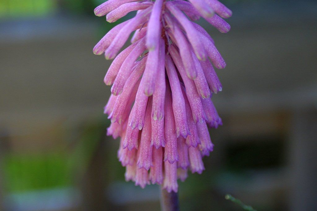 Pink Forest Lily Flowers