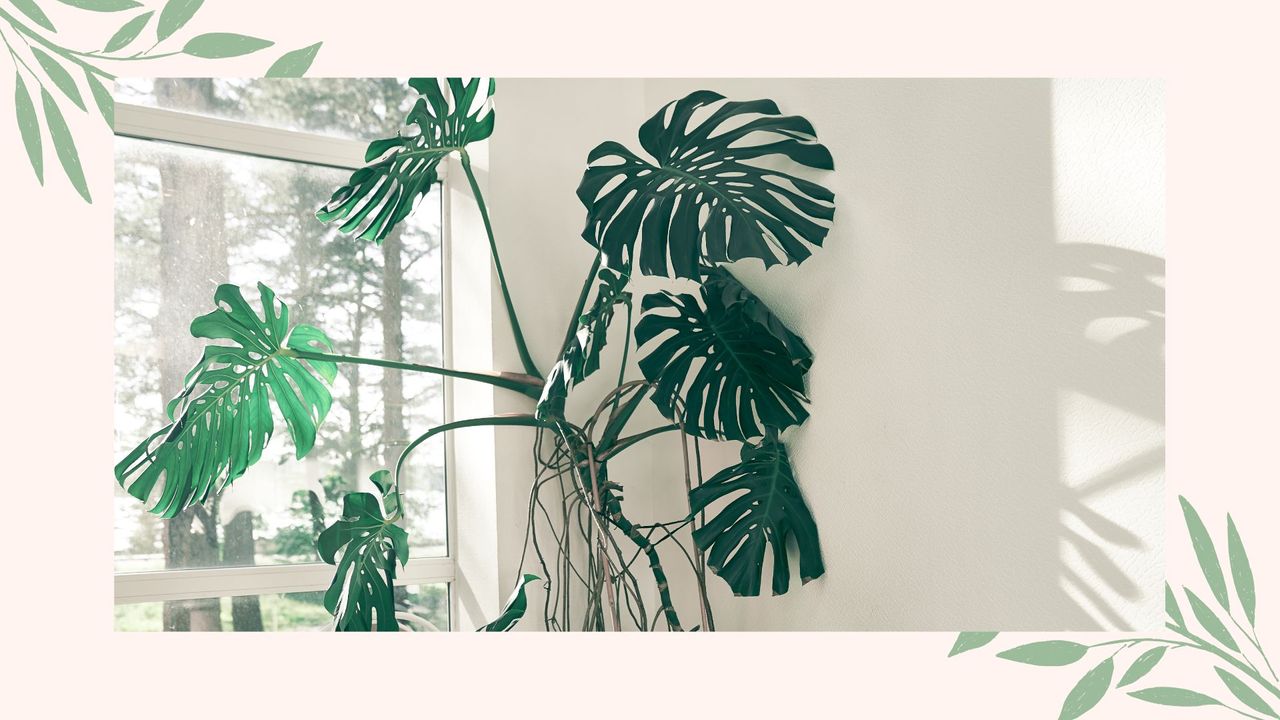 picture of a monstera plant in a window with lots of aerial roots and branches 