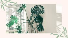 picture of monstera with lots of aerial roots and branches 