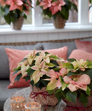 How to look after a poinsettia pink